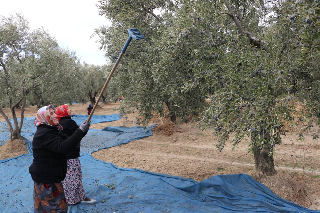 Karadeniz'de çay işini bitirip Tekirdağ'ın yolunu tuttular 1